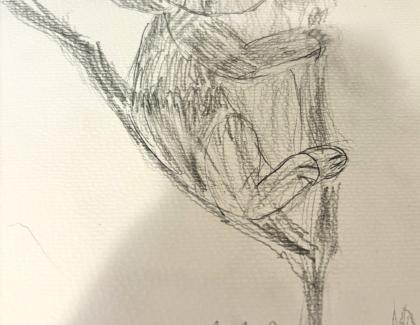 Drawing of a koala in a tree