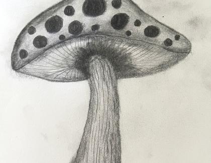 Led drawing of a toadstool