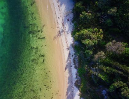 Aerial view of the ocean and trees