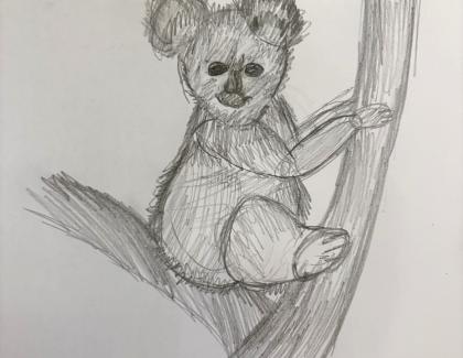 Led pencil drawing of koala