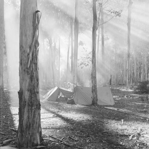 Two tents are pitched in a misty forest