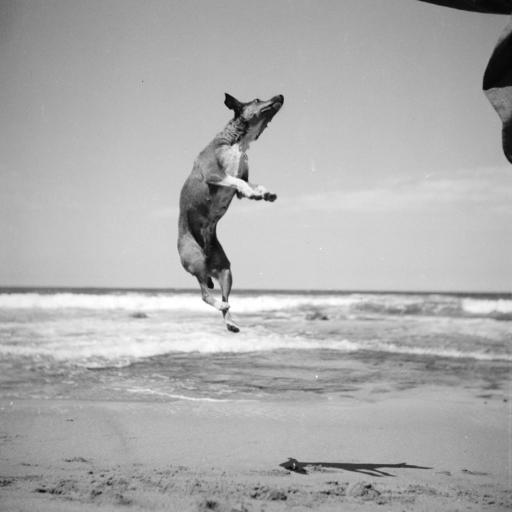 A dog is jumping in the air on a beach