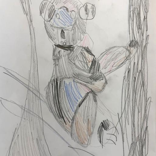 Led pencil drawing of koala in tree