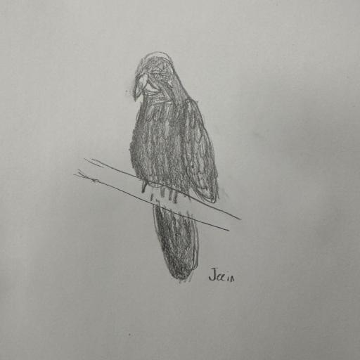 Led pencil drawing of bird sitting on branch