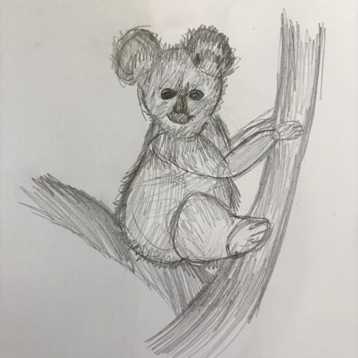 Led pencil drawing of koala